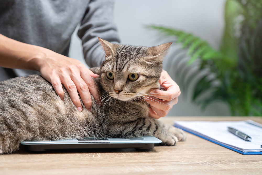 A domestic cat sitting or standing on a veterinary weight scale, being weighed during a check-up.