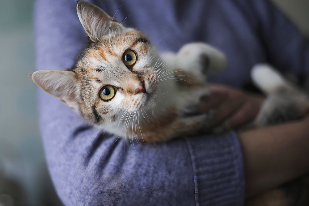 Close-up of a cuddly cat with wide, curious eyes