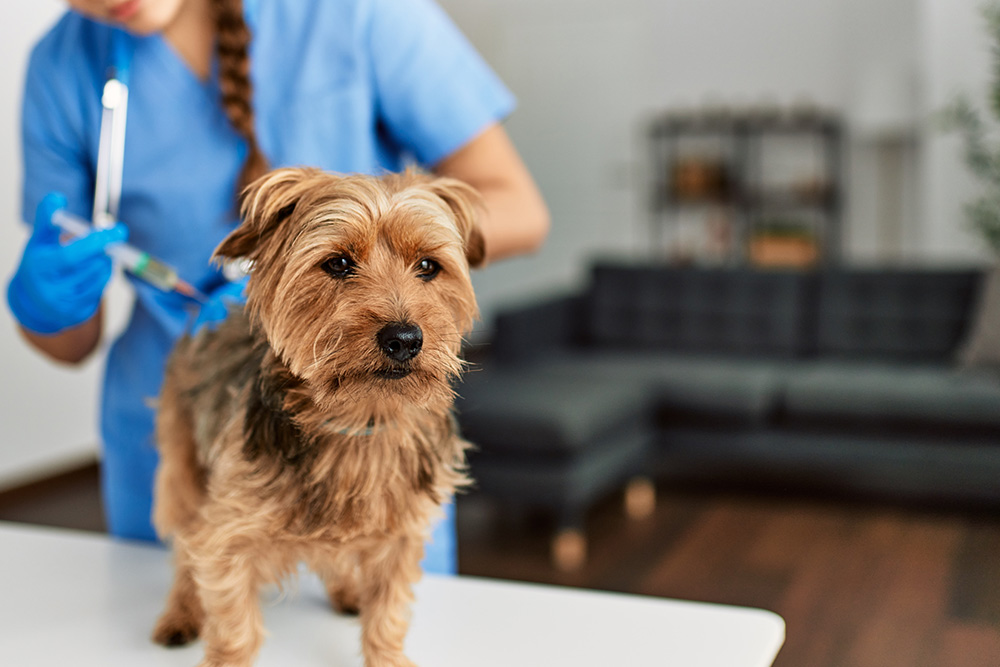 Dog wearing an e-collar after a veterinary procedure, showing post-surgical pet care