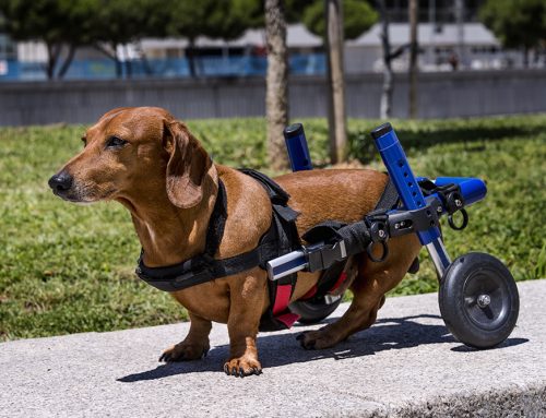 When Your Pet Needs Help Moving: A Guide to Mobility Support and Assistive Devices