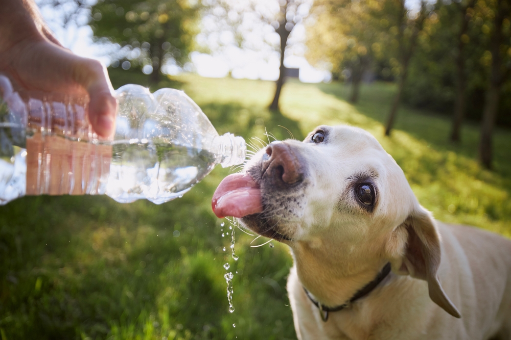 Dog staying hydrated by drinking water, highlighting the importance of fluid intake, dehydration prevention, and daily pet wellness.