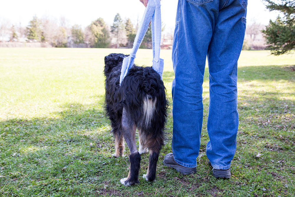 Dog receiving supportive care and rehabilitation assistance to improve mobility and recovery