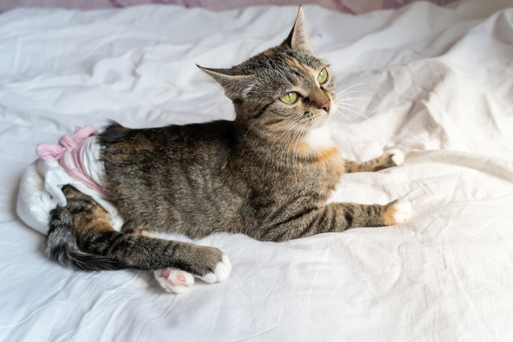 Cat with bright green eyes in a disposable litter box, illustrating feline urinary blockage care