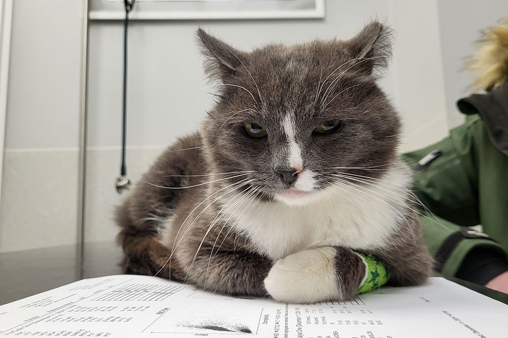 Veterinarian examining a pet during a routine wellness visit at Flora Family Vet