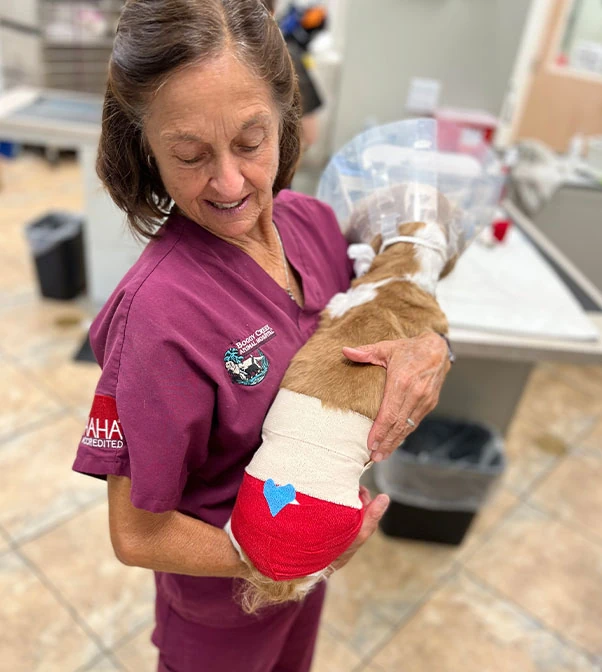 Pet receiving general veterinary care at Flora Family Vet in Kissimmee