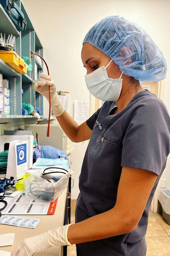 Veterinarian conducting a thorough wellness exam on a pet at Flora Family Vet
