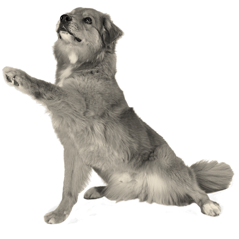 Pet owner and dog at Flora Family Vet - trusted veterinary care in Kissimmee, FL
