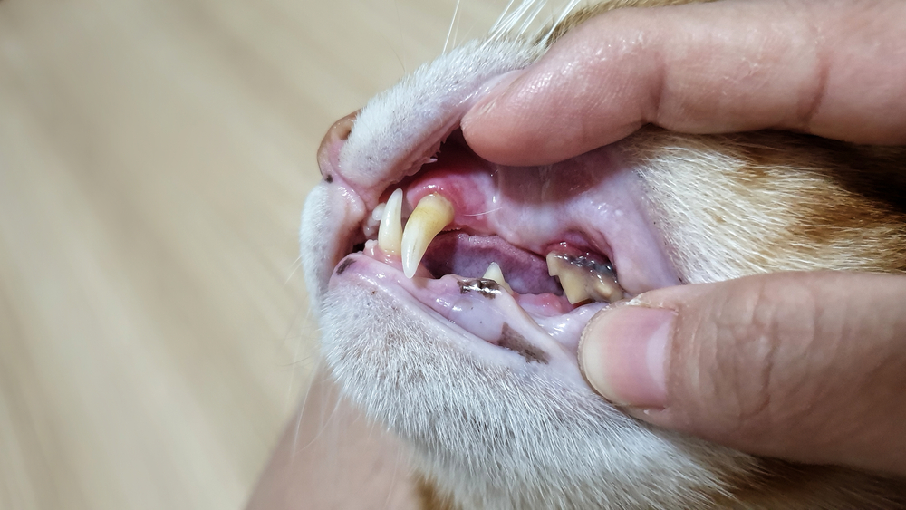 Open adult cat mouth showing sharp teeth during veterinary dental exam