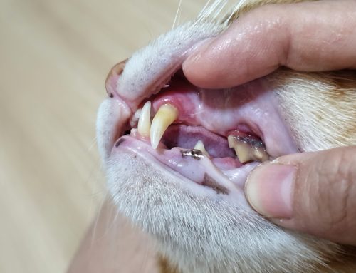 Protecting Your Pet’s Smile: Understanding and Preventing Periodontal Disease