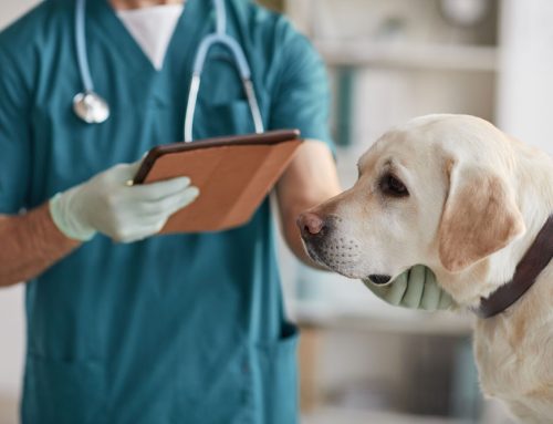 Understanding the Importance of Same-Day Veterinary Care for Your Pet