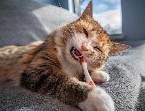 Keeping Smiles Bright: Caring for Your Pet Friend’s Dental Health