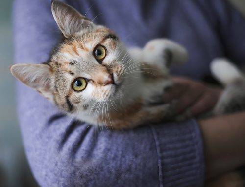Caring Through the Seasons: Helping Your Pets Thrive with Allergies