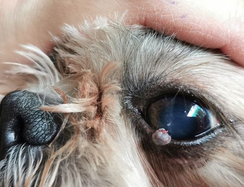 Should You Worry About That Lump? A Pet Owner’s Guide