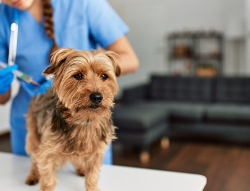 Pet Vaccinations at Flora Family Vet: Safeguarding Your Pet’s Health at Every Stage