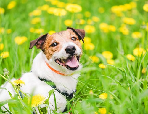 Is Your Pet Truly Protected? Year-Round Parasite Prevention Tips!