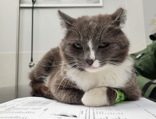 When “Normal” Isn’t Normal: The Power of Preventive Bloodwork