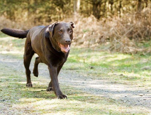 Limping Pets: When a Same-Day Urgent Care Vet is Necessary