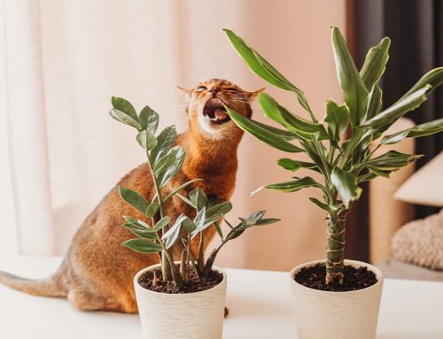 Foreign Body Removal Surgery: What Happens When Your Pet Eats Something They Shouldn’t