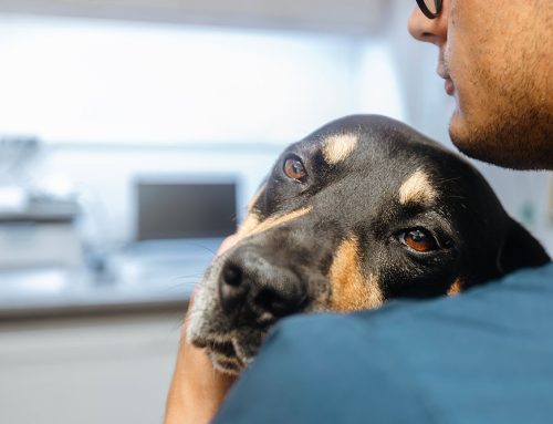 Signs Your Pet is in Pain: How to Tell and What to Do