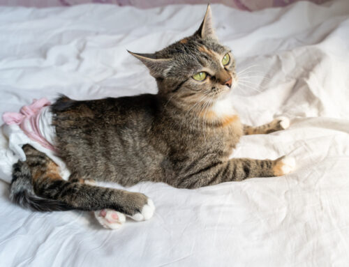 Feline Lower Urinary Tract Disease (FLUTD): What Cat Owners Need to Know