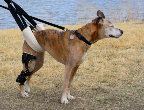 Symptoms of a Torn ACL in Dogs and Treatment Options