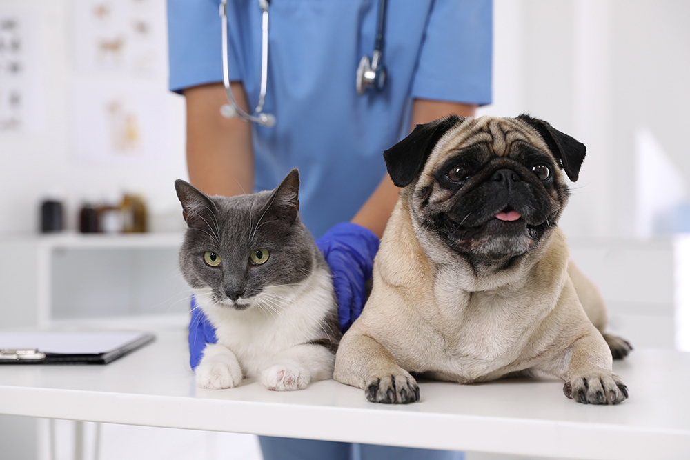 Cat and pug lying on a veterinary exam table during a checkup.