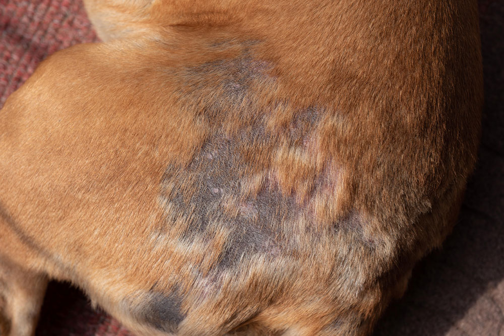 A close-up shot of a dog's back showing a large patch of thinning fur and darkened, irritated skin, suggesting a chronic skin condition.
