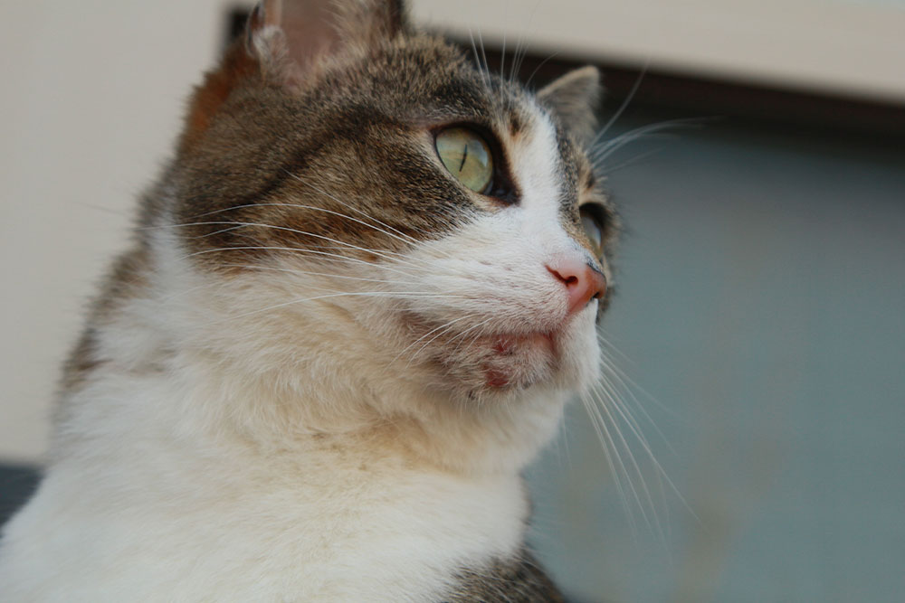 A side profile of a white and tabby cat's face, showing small red sores and irritation on its chin.