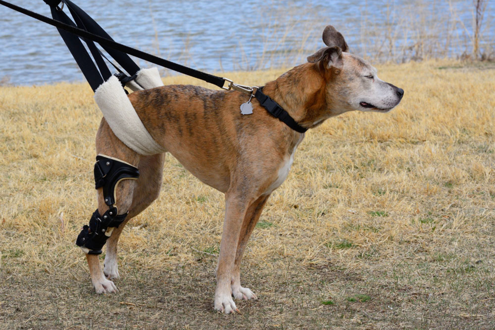 A dog wearing a rear support harness and leg brace stands on dry grass near a body of water.