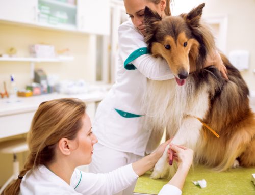 Auto-Immune blood diseases