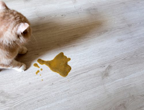 What Does Waiting Out Your Pet’s Vomiting Really Cost?