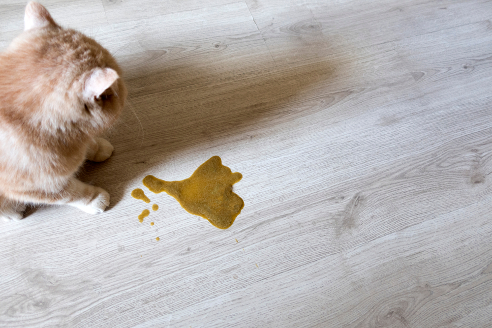 Dog showing signs of chronic vomiting while being monitored for digestive health concerns.